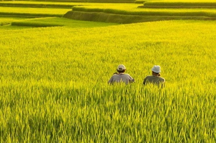 Kementan Keluarkan Daftar Benih Padi Unggul - Tangguh di Lahan Rawan