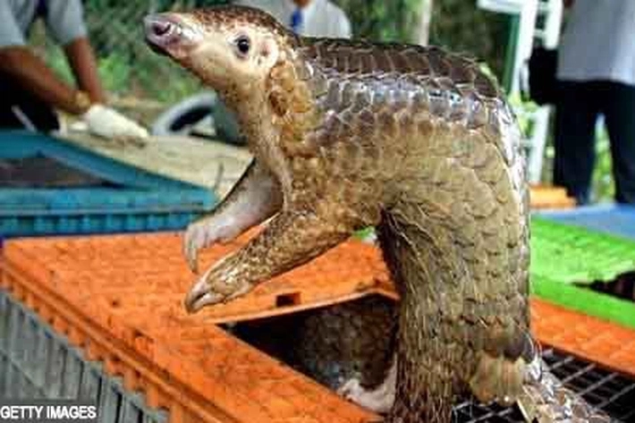 Virus Corona: Berpacu Menemukan Sumber Penularan Penyakit