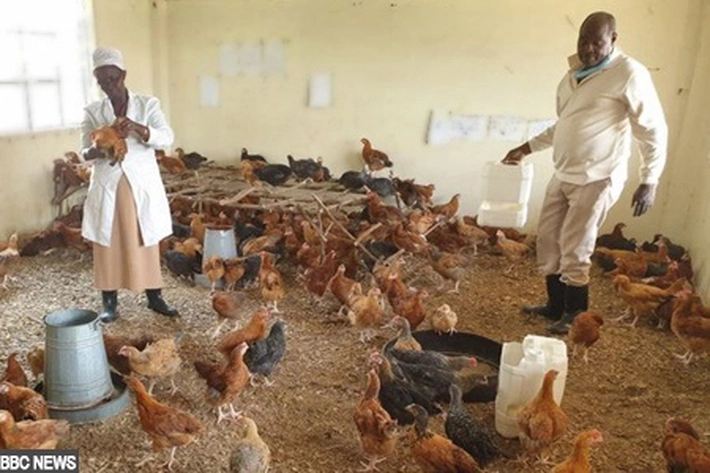 Covid-19 Tak Berhenti, Ruang Kelas Diubah jadi Peternakan Ayam Demi Pemasukan