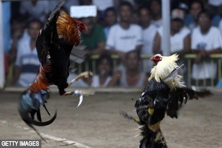 Seorang Anggota Polisi 'Terbunuh' Oleh Ayam Aduan dan 'Kasusnya Tak Bisa Dipertanggungjawabkan'