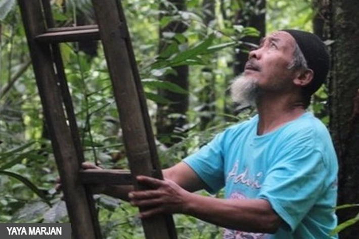 20 Tahun Musimin Lestarikan Anggrek yang Terancam Punah di Hutan Gunung Merapi