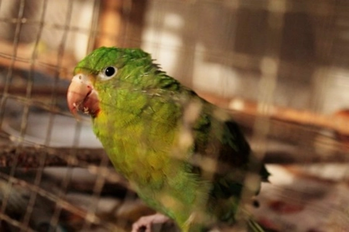 Penyelundupan Burung, Bisa 'Dipenjara 2 Tahun - Denda Rp2 Miliar'