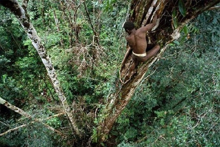 MA Tetapkan Aturan Kebun dan Pabrik Sawit, Guna Menghambat 'Kehancuran Hutan Lindung'