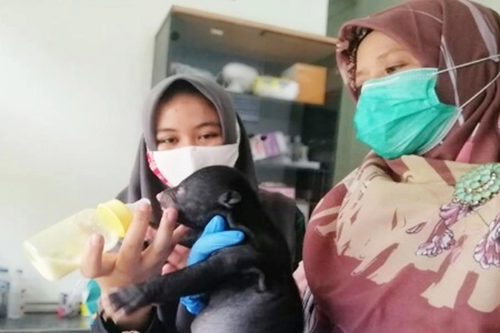 BBKSDA Riau Tampung Bayi Beruang Madu Kehilangan Induknya, Apakah Demi Kosmetik 'Korbankan Satwa Liar?'