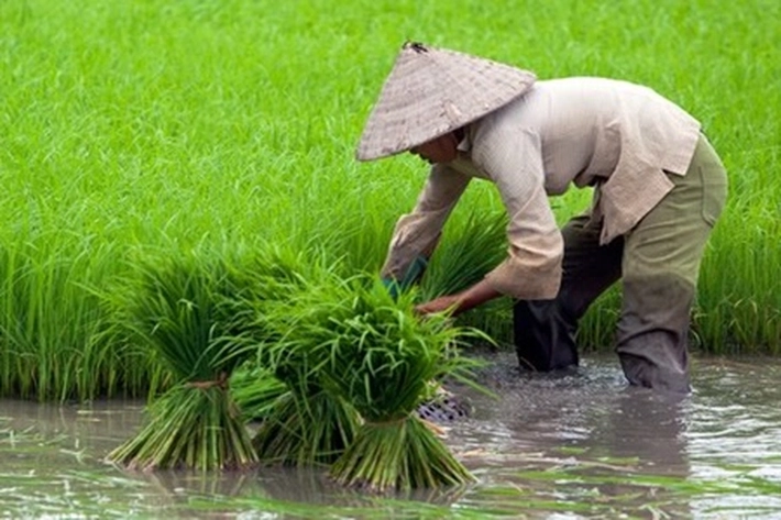 eFishery Beri Pinjaman Rp50 M Untuk Petani