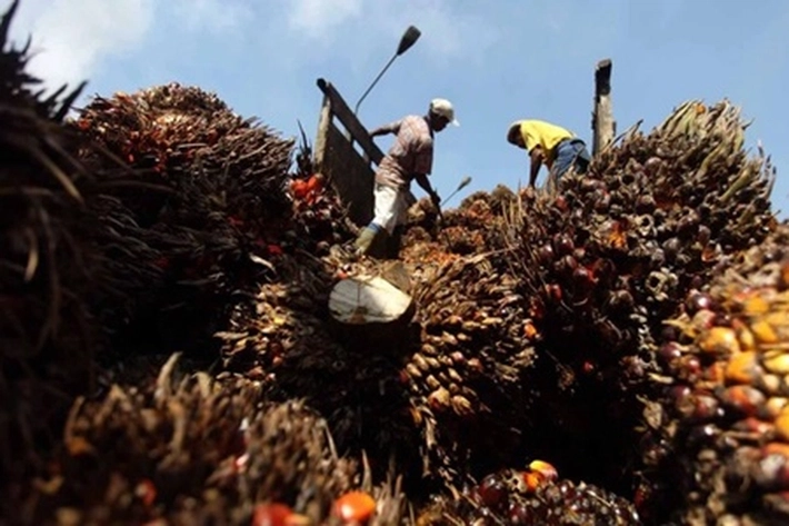 Industri Perkebunan 'Sesak Nafas' Gara-gara Corona, Bobby Gafur Umar: Pendapatan Juga Anjlok