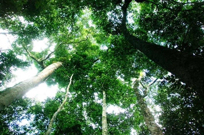 Program Perhutanan Sosial Dihubungkan pada KUR, Jokowi: Jangan Sekedar Mengelola Hutan