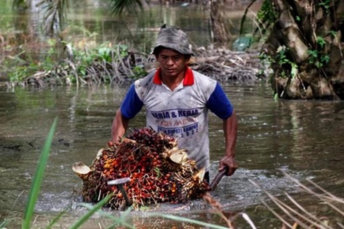 Harga Sawit Jadi Rp2.180,09/Kg, Petani Riau Gembira