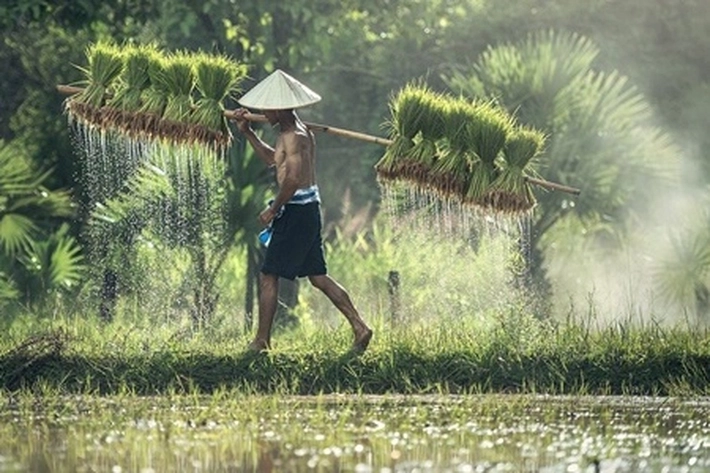 Kementan Tambah Alokasi Pupuk Bersubsidi, Karena Petani Hadapi 'Musim Tanam'