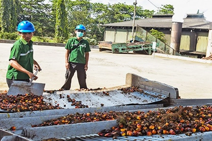 PT Tunggal Perkasa Plantation Gencarkan Kemitraan Dengan Petani