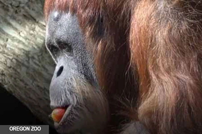 Inji Orang Utan 'Tertua' di Dunia Mati di Kebun Binatang, Masa Hidupnya Senang 'Lihat Tas Pengunjung'