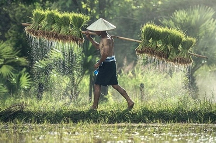 Permintaan Pasar Benih Padi Disalurkan 28.855 Ton