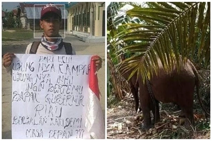 Mantan Kades Air Hitam Perjuangkan Hak Warga, dari Serangan 'Gajah Liar'