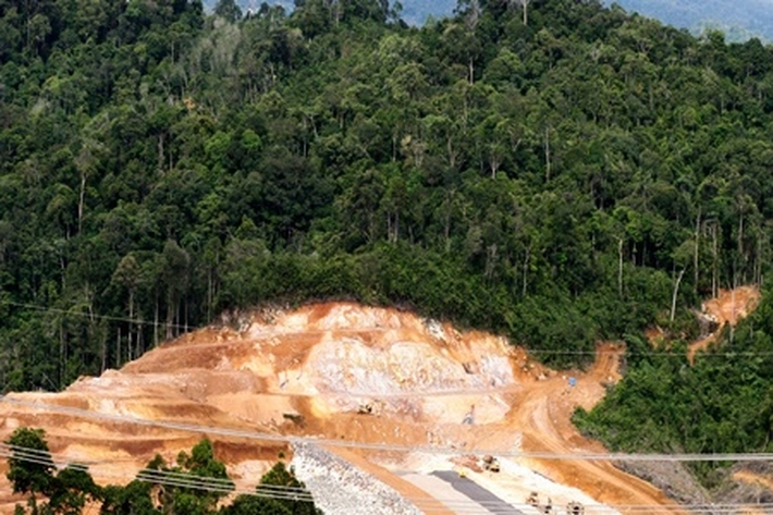 Sawit Indonesia Ditengah Konservasi, Isu Mencuat 'Hutan Lindung Terancam'