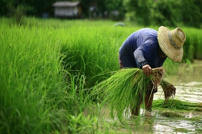 Kementan Dorong Membangun Hortikultura Pro Petani