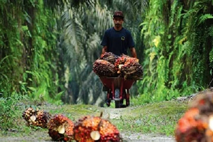 Koalisi Aktivis Soroti Kebun Sawit di Kawasan Hutan, Aksi Satgas Terpadu 'Masih Jalan Ditempat'