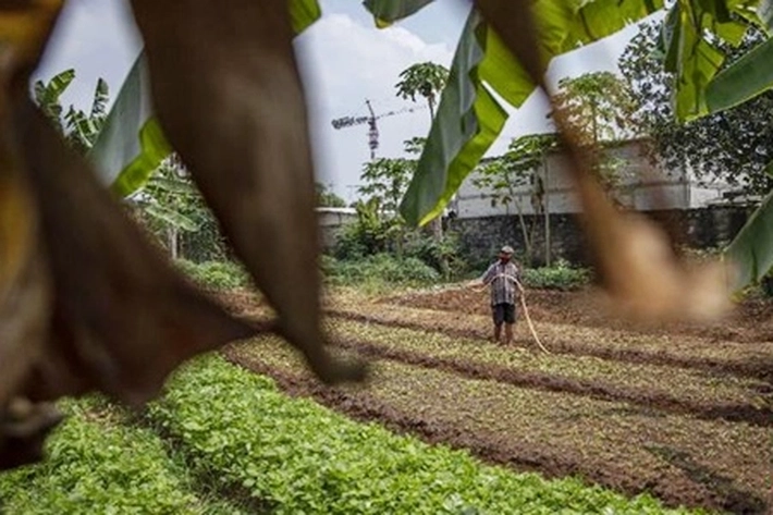 1000 Kampung Hortikultura Dibangun Untuk Fokus Ekspor