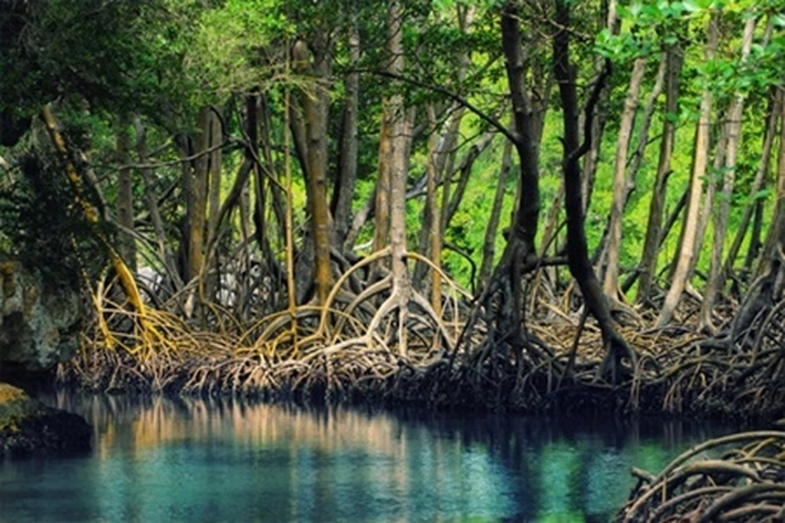 BRGM Pulihkan Gambut-Mangrove di 9 Daerah