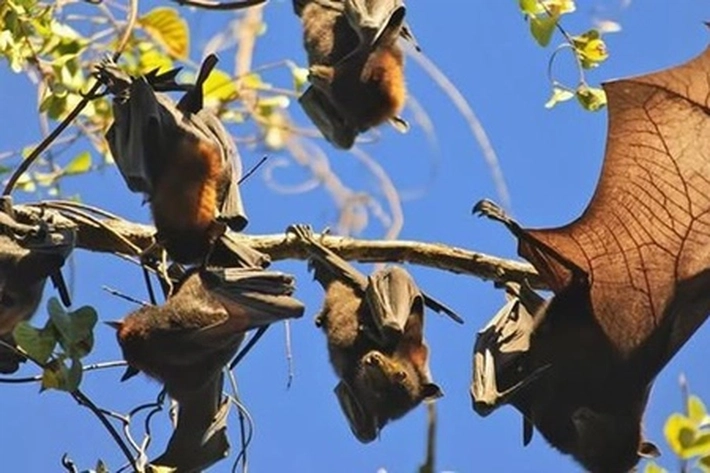 Virus Nipah Bisa Jadi Ancaman Pandemi, Tingkat Kematian Tinggi, 'Belum Ada Vaksinnya'