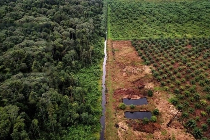 Aktivis Khawatirkan Bencana di Kalsel Terjadi di Riau, Gubernur Didesak 'Ambil Tindakan'