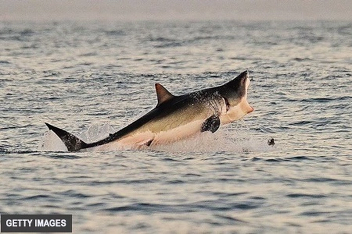 Hiu dan Ikan Pari Diambang Kepunahan, Untuk Menyelamatkannya 'Waktunya Hampir Habis'