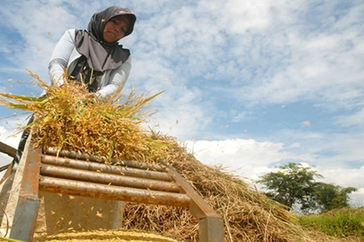 Petani Dapat Tambahan Pupuk Bersubsidi, Tidak Sampai 'Terjadi Puso'