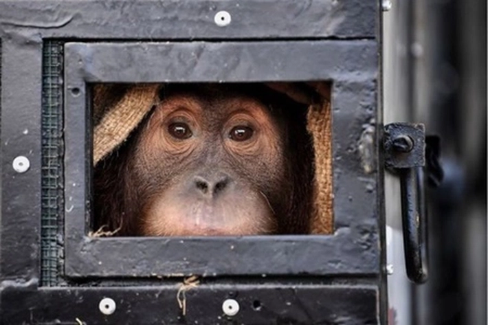 Orangutan Korban Penyeludupan Dipulangkan, Ditengah 'Perburuan yang Masih Terjadi'