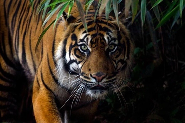 Dua Harimau Lepas Tewaskan Petugas Kebun Binatang di Singkawang