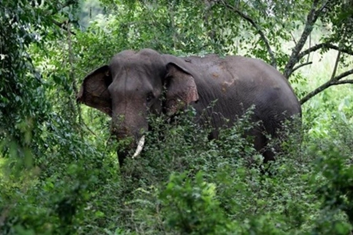 Dua Gajah Liar Mulai Menjauh dari Perkebunan Warga 