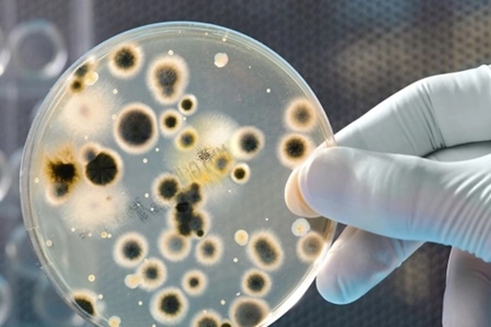 Benarkah Covid adalah Bakteri, bukan Virus?