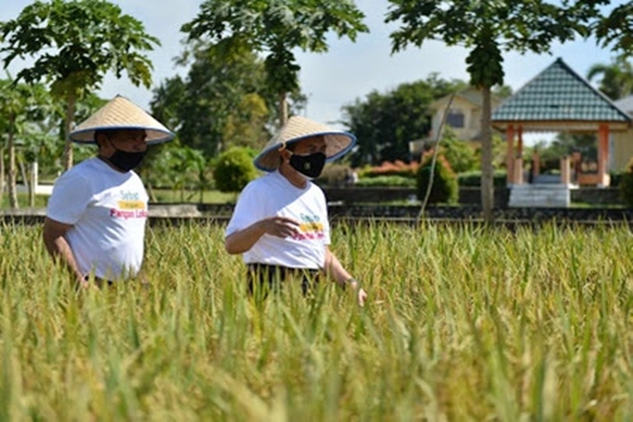 Riau Dongkrak Produksi Beras Atasi Defisit Pangan