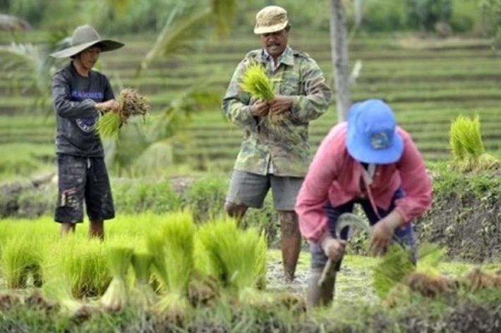Program Food Estate Berkelanjutan Dibutuhkan Petani