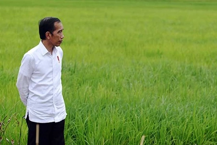 Presiden Joko Widodo Ingin Tingkatkan Panen Padi di NTT