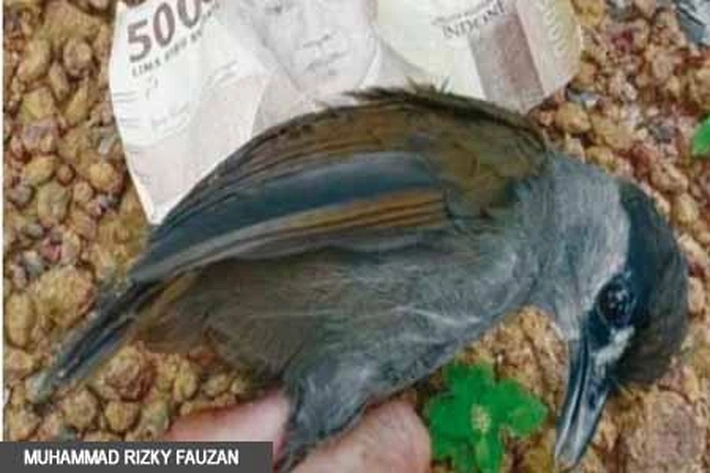 Burung Pelanduk Kalimantan yang ‘Hilang’ Selama 172 Tahun Ditemukan Warga
