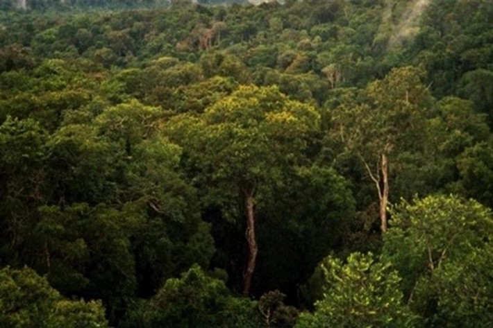 Hutan Hujan Tropis Dijual Secara Ilegal di Facebook