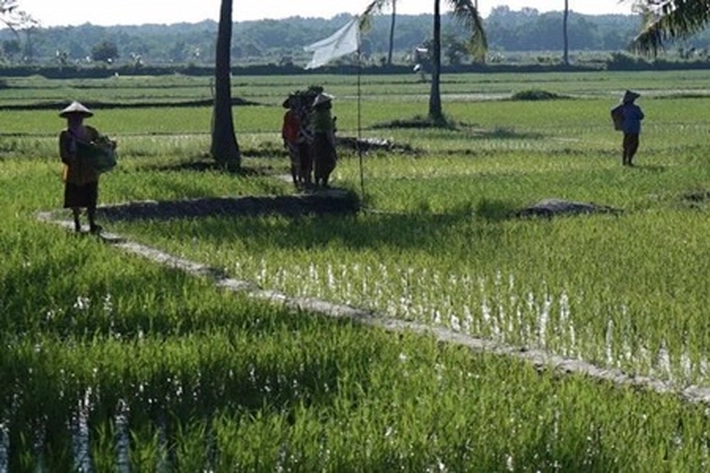 Kementan Akui Luas Panen Menurun, Karena Dampak 'Alih Fungsi Lahan'