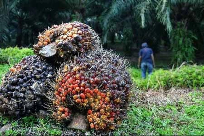 Ditengah Pandemi Nasib Petani Sawit Remuk Redam, Bagaikan 'Duduk tak Terapung' 