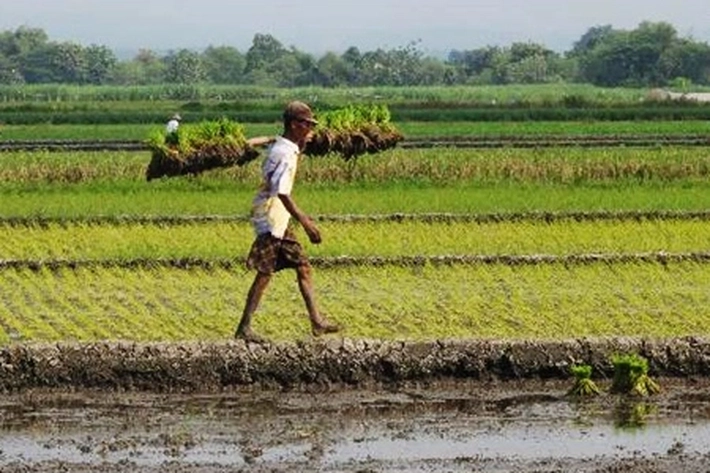 Indef dan KTNA Tolak Impor Beras, Akan 'Hancurkan Harga'
