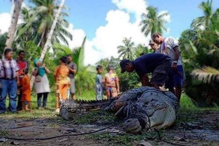 Keganasan Buaya Muara di Lingga, Bikin Warga 'Gelisah'