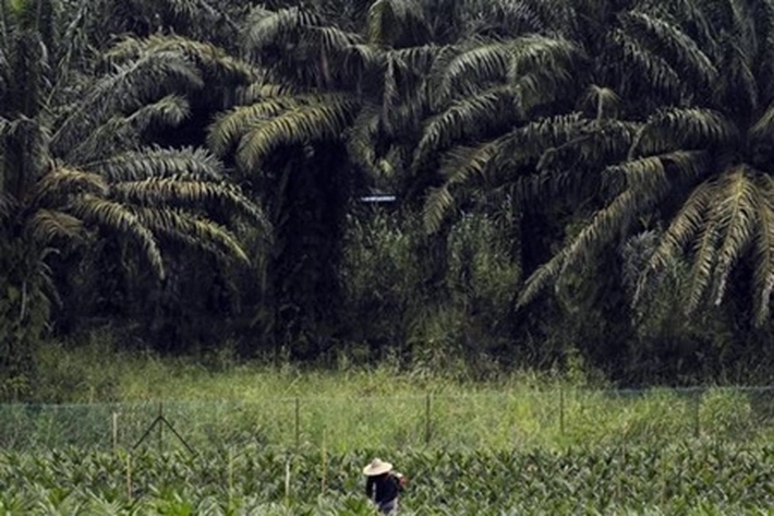 Dewan Desak Pemprov Buat Perda Perkebunan Kelapa Sawit, Agar Tak 'Punahnya Kawasan Hutan'