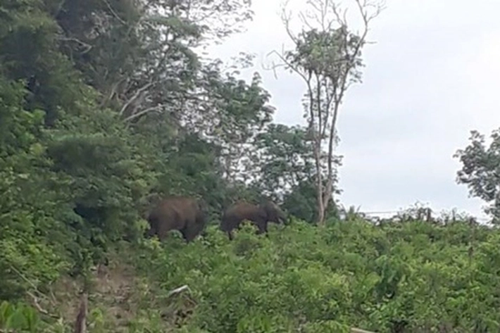 Kawanan Gajah Dekati Perkebunan Warga, BBKSDA Riau: 'Itu Memang Wilayah Jelajahnya'