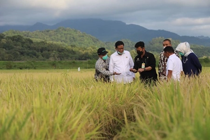 Mentan 'Tancap Gas' Serap Gabah Petani