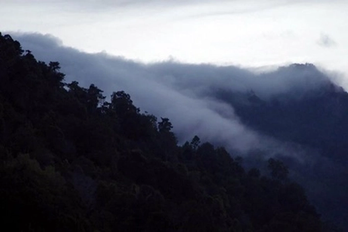 Hutan Leuser yang Terakhir - Terbaik Terancam Hilang
