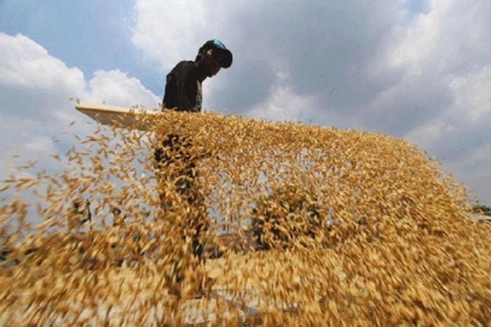 Harga Gabah Kering Anjlok, Padahal Musim 'Panen Padi'
