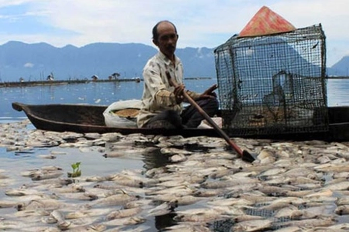 Lima Ton Ikan Milik Petani Danau Maninjau Mati Secara Mendadak
