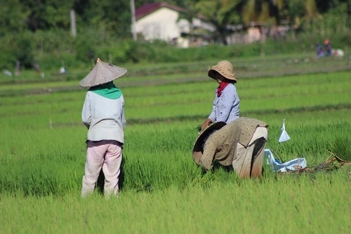 Pertanian Keluarga Mempunyai Nilai Strategis, Dukung Peningkatan 'Ketahanan Pangan'
