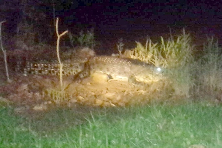 Bikin Kaget, Seekor Buaya Satroni Warga Perumahan Tanjungpinang