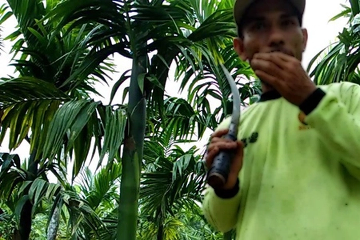 Nestapa Warga Kala Hidup Dikelilingi Sawit, 'Tanaman Seragam' Diganti Pohon Pinang Agar Meningkatkan Ekonomi