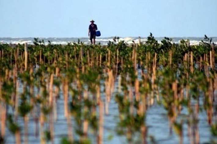 BRGM Beri Bantuan Rp225 Miliar ke Pemprov, Untuk 'Rehabilitasi Mangrove'
