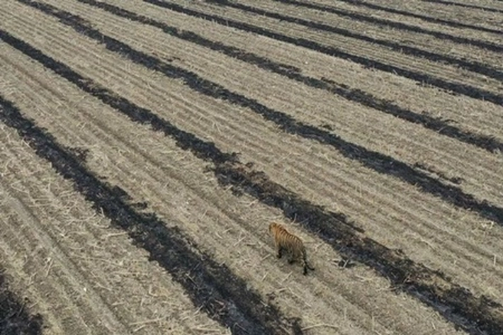 Kucing Raksasa Bikin Takut Penduduk Terkam Orang Sampai Mobil